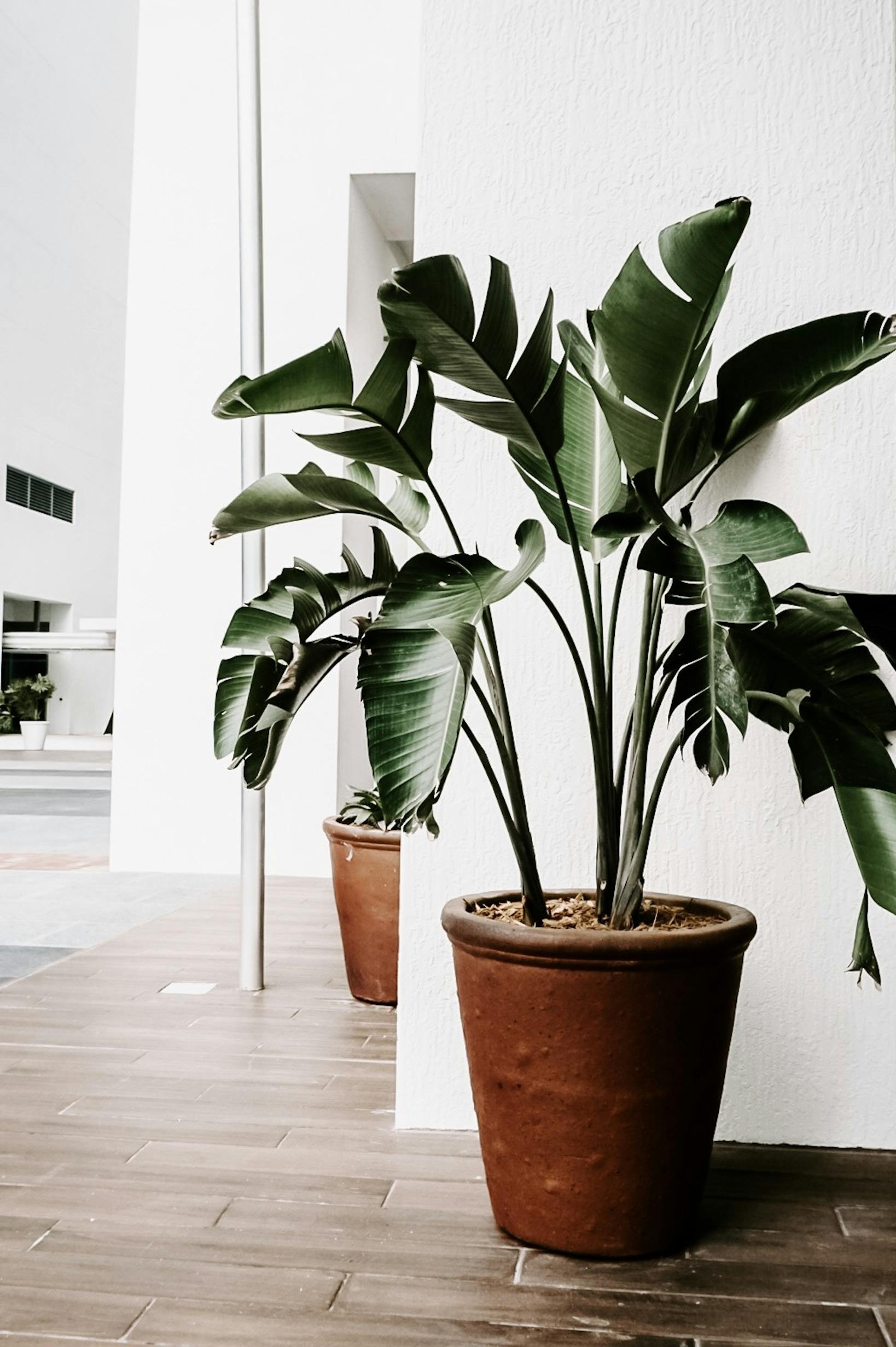 Lush potted plants enhancing minimalist indoor decor with a touch of nature.